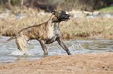 DOGUE ALLEMAND 195
